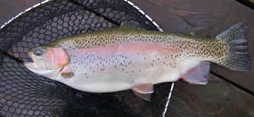 Lunker Rainbow Trout